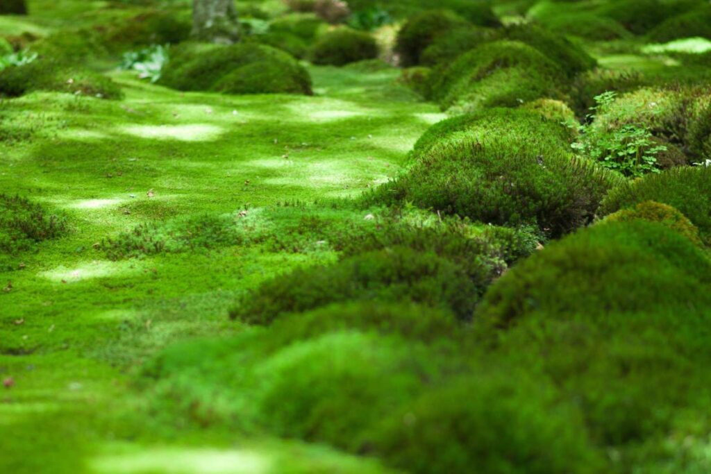 Moss Lawn Getty 0223 1 2000 Ad03a6bb592d409aa68bd4dddb072fba6255135439307379001 1024x683